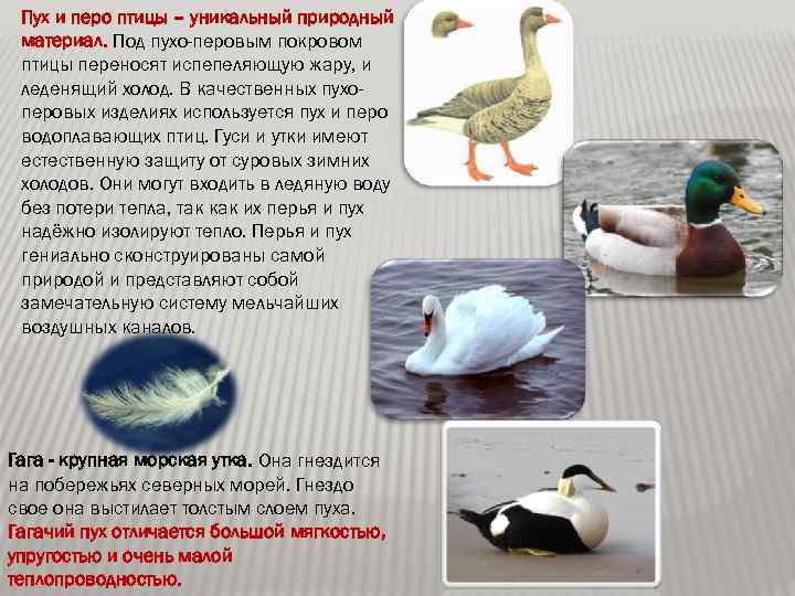 Пух и перо птицы – уникальный природный материал. Под пухо-перовым покровом птицы переносят испепеляющую