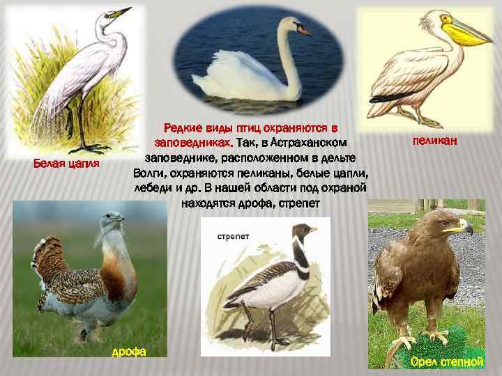 Белая цапля Редкие виды птиц охраняются в заповедниках. Так, в Астраханском заповеднике, расположенном в