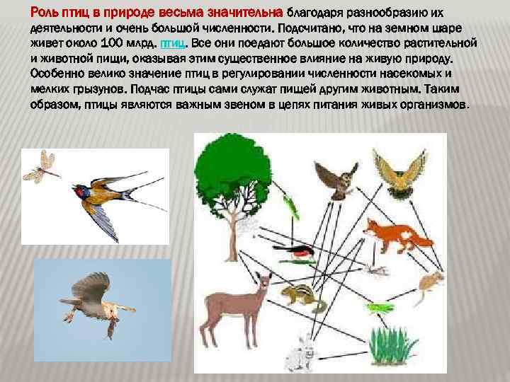 Роль птиц в природе весьма значительна благодаря разнообразию их деятельности и очень большой численности.