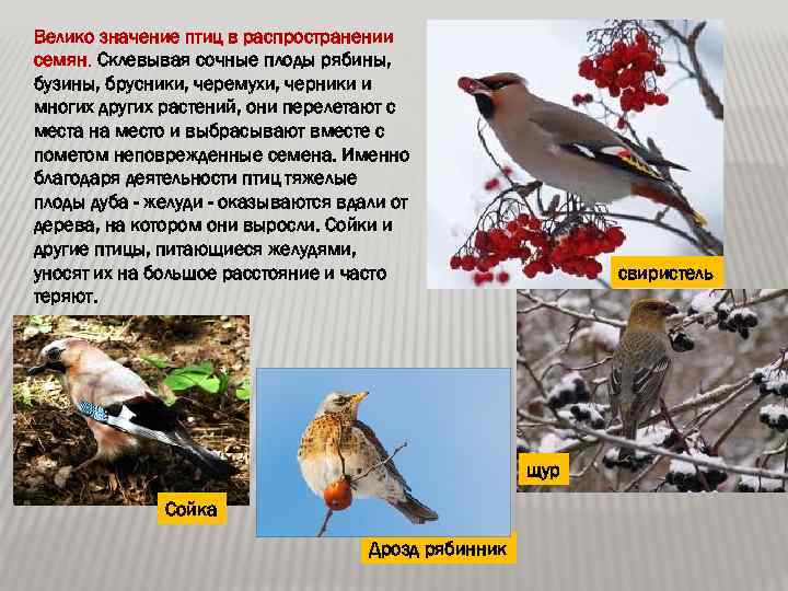 Велико значение птиц в распространении семян. Склевывая сочные плоды рябины, бузины, брусники, черемухи, черники