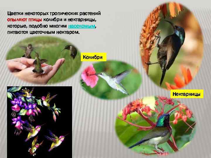Цветки некоторых тропических растений опыляют птицы колибри и нектарницы, которые, подобно многим насекомым, питаются