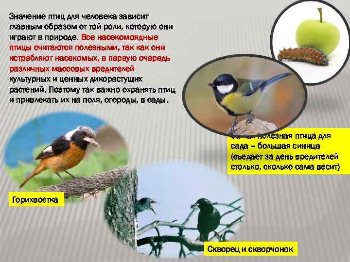Значение птиц для человека зависит главным образом от той роли, которую они играют в