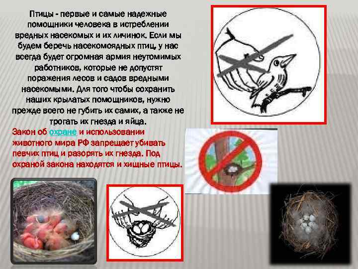 Птицы - первые и самые надежные помощники человека в истреблении вредных насекомых и их