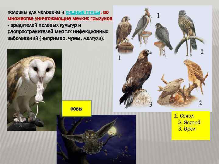 полезны для человека и хищные птицы, во множестве уничтожающие мелких грызунов - вредителей полевых