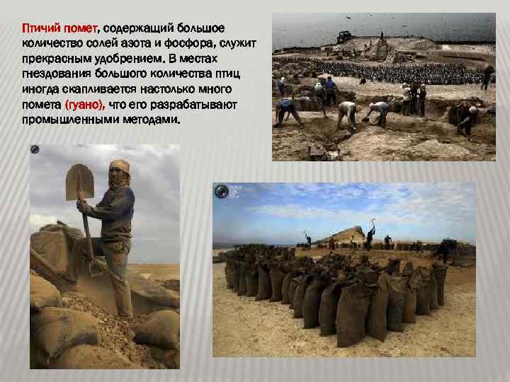 Птичий помет, содержащий большое количество солей азота и фосфора, служит прекрасным удобрением. В местах