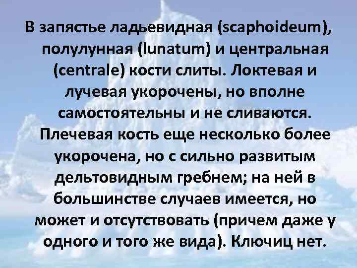 В запястье ладьевидная (scaphoideum), полулунная (lunatum) и центральная (centrale) кости слиты. Локтевая и лучевая