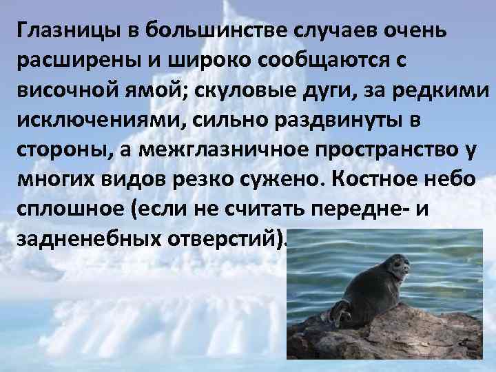 Глазницы в большинстве случаев очень расширены и широко сообщаются с височной ямой; скуловые дуги,