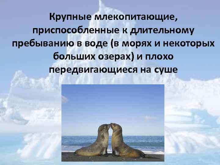Крупные млекопитающие, приспособленные к длительному пребыванию в воде (в морях и некоторых больших озерах)