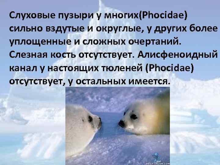 Слуховые пузыри у многих(Phocidae) сильно вздутые и округлые, у других более уплощенные и сложных