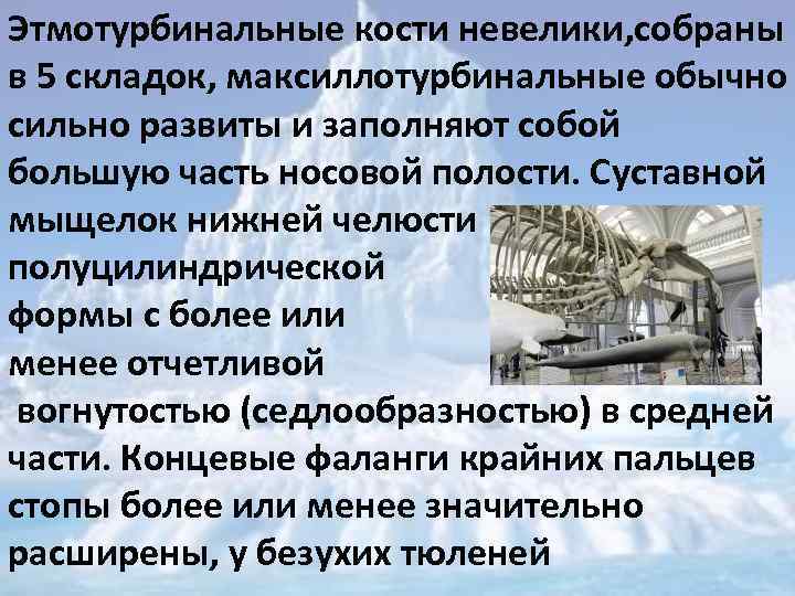Этмотурбинальные кости невелики, собраны в 5 складок, максиллотурбинальные обычно сильно развиты и заполняют собой