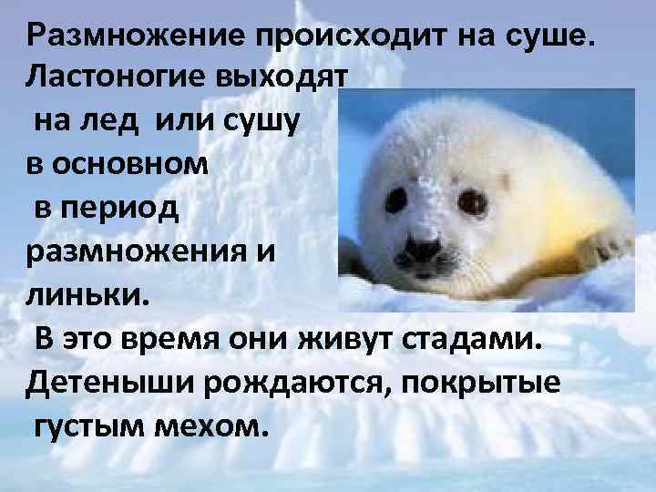 Размножение происходит на суше. Ластоногие выходят на лед или сушу в основном в период