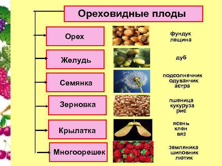 Тип плода показанный на рисунке 6 класс