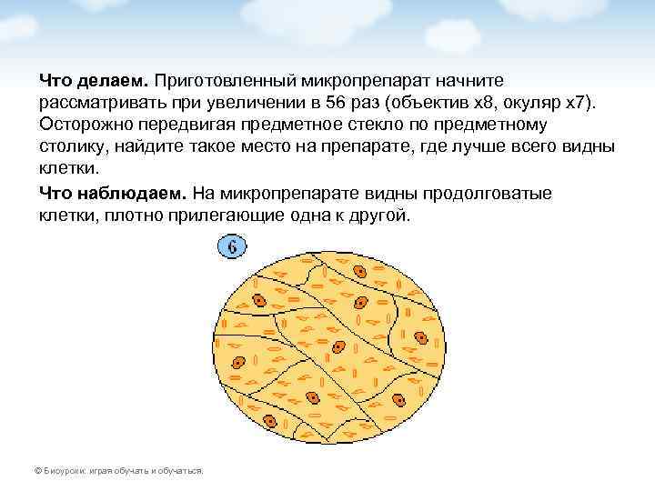 Что делаем. Приготовленный микропрепарат начните рассматривать при увеличении в 56 раз (объектив х8, окуляр