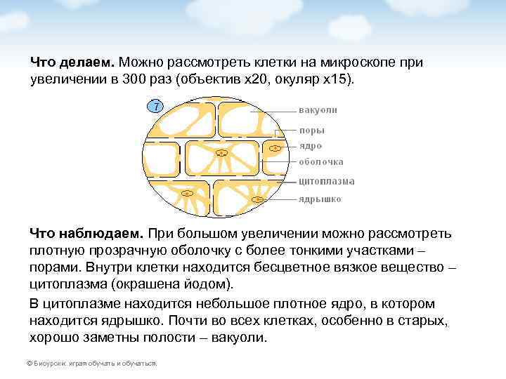 Что делаем. Можно рассмотреть клетки на микроскопе при увеличении в 300 раз (объектив х20,