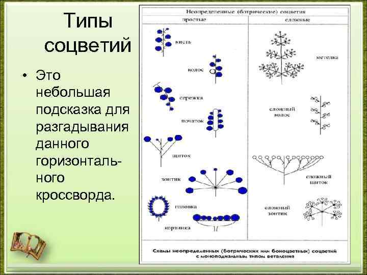 Типы соцветий • Это небольшая подсказка для разгадывания данного горизонтального кроссворда. 