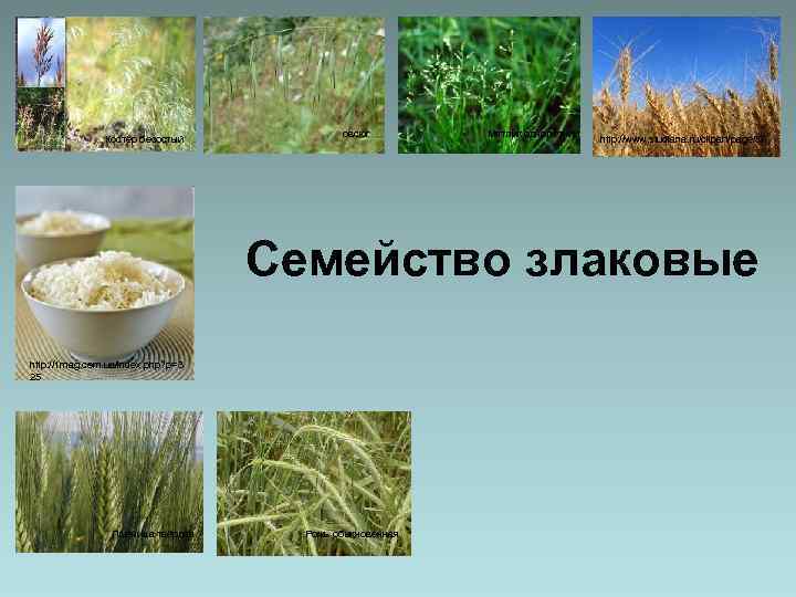 Костёр безостый овсюг Мятлик однолетний http: //www. studiana. ru/clipart/page/5/ Семейство злаковые http: //1 mag.
