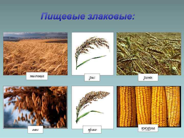 Пищевые злаковые: пшеница овес рис рожь просо кукуруза 