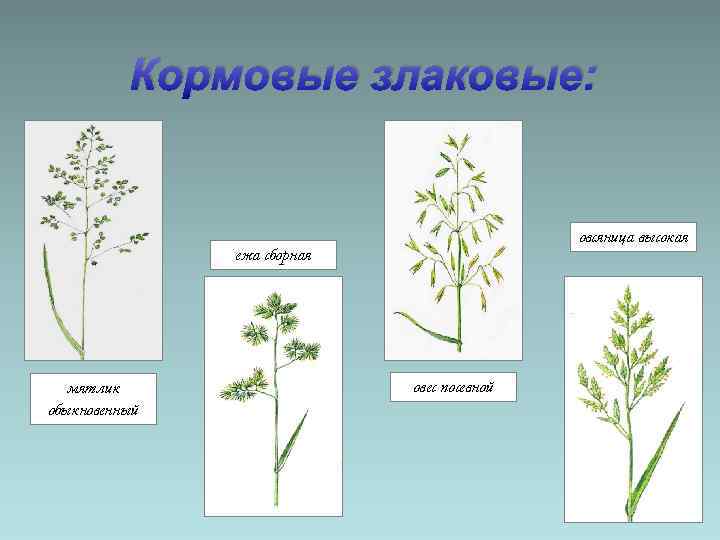 Кормовые злаковые: овсяница высокая ежа сборная мятлик обыкновенный овес посевной 