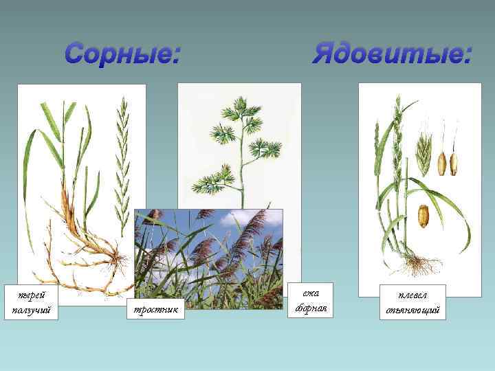 Сорные: пырей ползучий тростник Ядовитые: ежа сборная плевел опьяняющий 