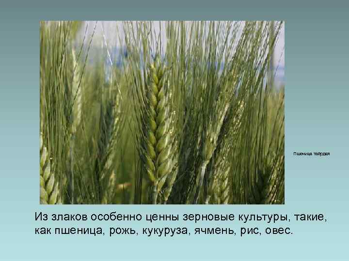 Пшеница твёрдая Из злаков особенно ценны зерновые культуры, такие, как пшеница, рожь, кукуруза, ячмень,