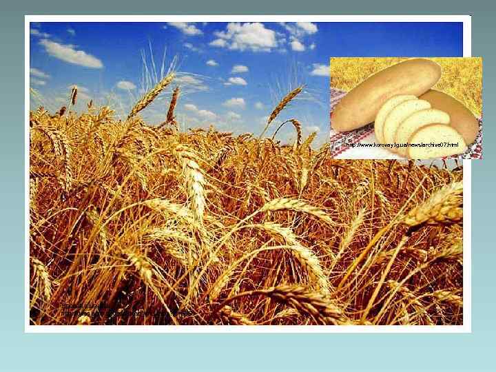 http: //www. korovay. lg. ua/news/archive 07. html Яровая пшеница. http: //desc. agro. ru/desc_info. aspx?