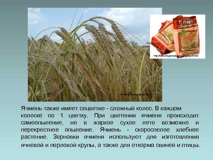 http: //www. krupa-raduga. ru/page/perl. html Ячмень обыкновенный Ячмень также имеет соцветие - сложный колос.