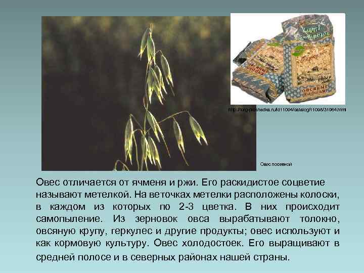 http: //torg-ploshadka. ru/id 11094/catalog/11098/31964. html Овес посевной Овес отличается от ячменя и ржи. Его