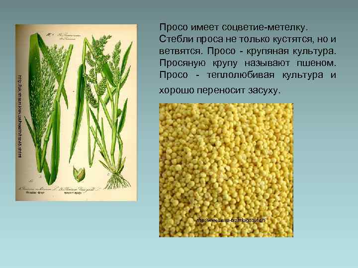 http: //uk. shram. kiev. ua/health/travi 8. shtml Просо имеет соцветие-метелку. Стебли проса не только