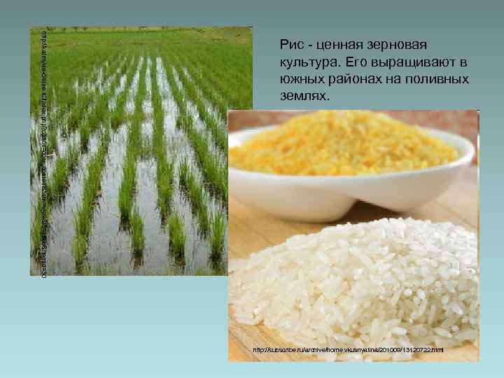 http: //kalmykia-online. ru/index. php? option=com_content&task=view&id=1596&Itemid=30 Рис - ценная зерновая культура. Его выращивают в южных