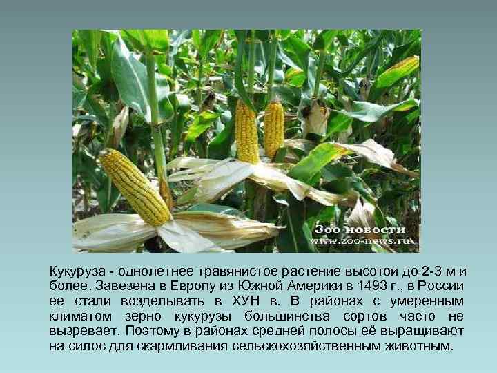 Кукуруза - однолетнее травянистое растение высотой до 2 -3 м и более. Завезена в