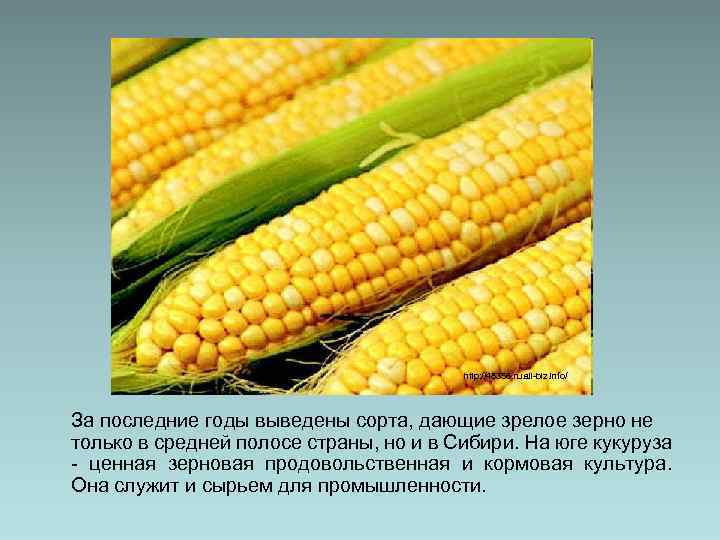 http: //48356. ru. all-biz. info/ За последние годы выведены сорта, дающие зрелое зерно не