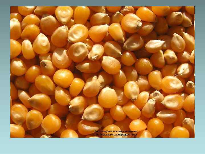 8000. Кукуруза Продовольственная. http: //www. agroru. com/pages/71542/ 
