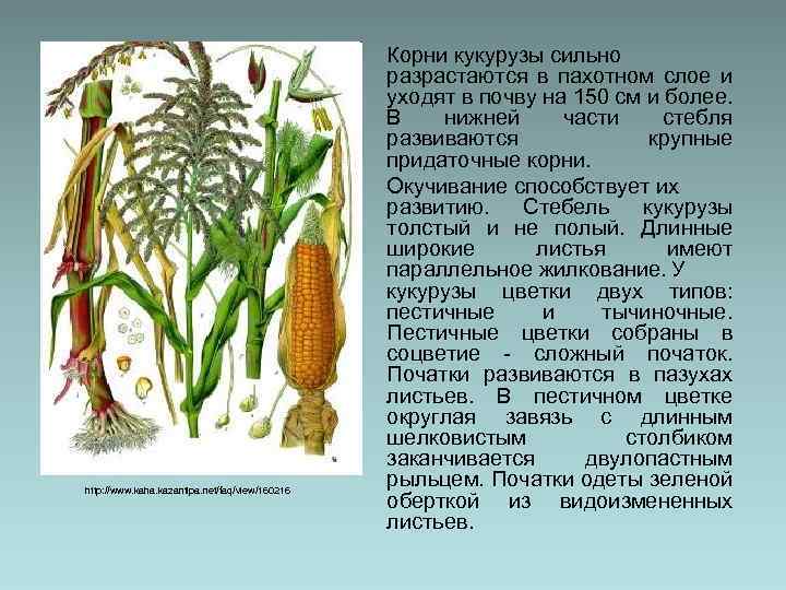 http: //www. kaha. kazantipa. net/faq/view/160216 Корни кукурузы сильно разрастаются в пахотном слое и уходят