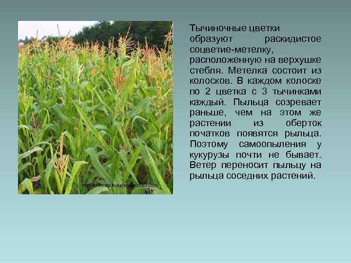 Тычиночные цветки образуют раскидистое соцветие-метелку, расположенную на верхушке стебля. Метелка состоит из колосков. В