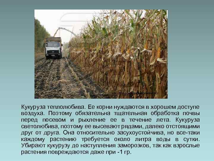 http: //test. ukrapk. com/news/world/240/ Кукуруза теплолюбива. Ее корни нуждаются в хорошем доступе воздуха. Поэтому