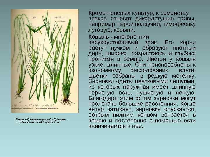 Слева: (A) Ковыль перистый; (B) Ковыль. . . http: //www. tsvetnik. info/dry/stipa. htm Кроме
