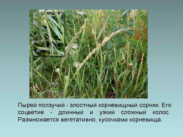 Пырей ползучий - злостный корневищный сорняк. Его соцветие - длинный и узкий сложный колос.