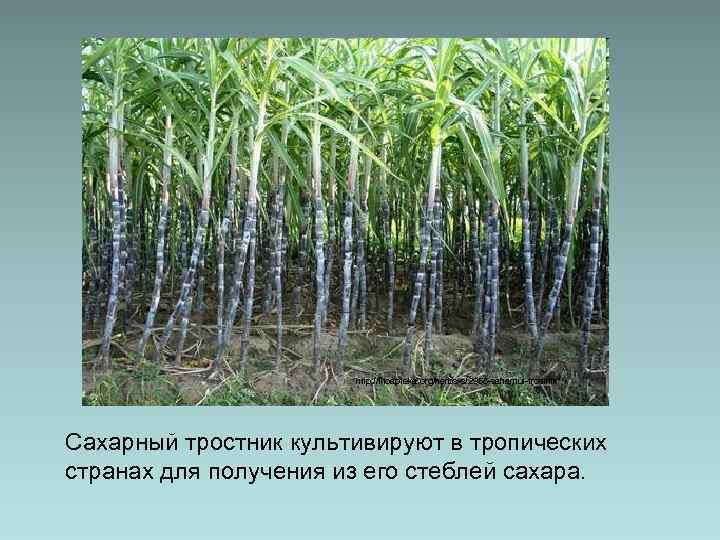 http: //fitoapteka. org/herbs-s/2958 -saharnui-trostnik Сахарный тростник культивируют в тропических странах для получения из его