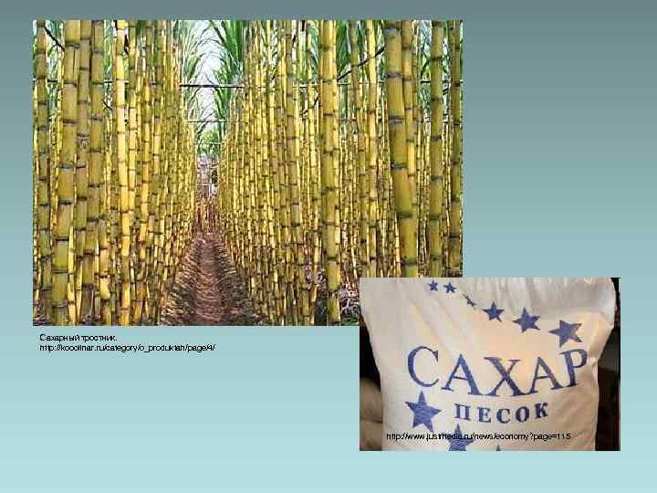 Сахарный тростник. http: //kooolinar. ru/category/o_produktah/page/4/ http: //www. justmedia. ru/news/economy? page=115 