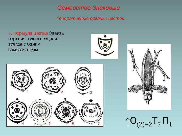 Семейство Злаковые Генеративные органы: цветок 1. Формула цветка Завязь верхняя, одногнездная, всегда с одним