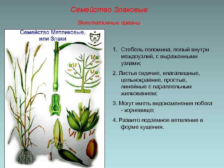 Семейство Злаковые Вегетативные органы 1. Стебель соломина, полый внутри междоузлий, с выраженными узлами; 2.