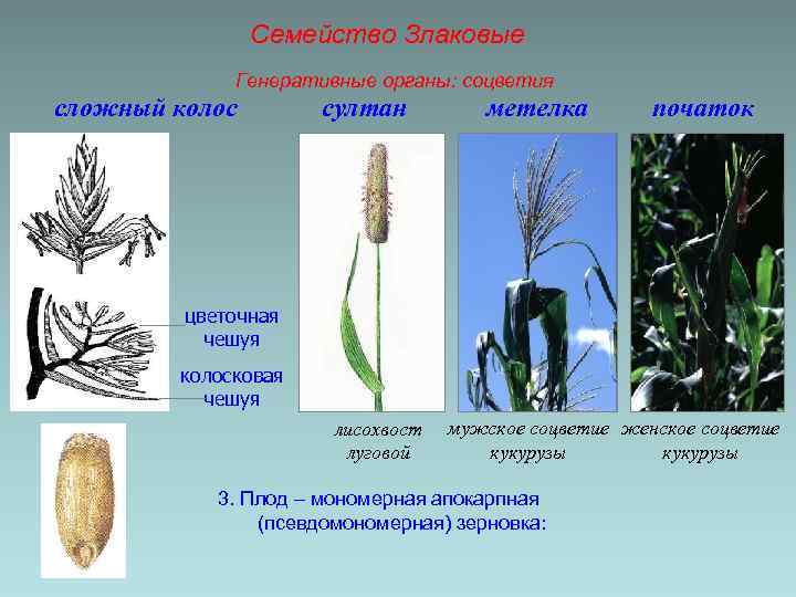 Семейство Злаковые Генеративные органы: соцветия сложный колос султан метелка початок цветочная чешуя колосковая чешуя