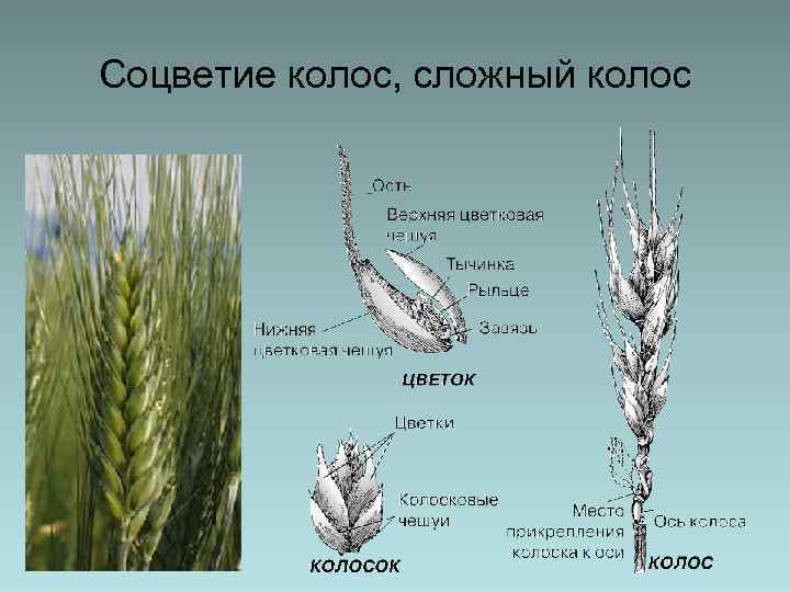 Соцветие колос, сложный колос 