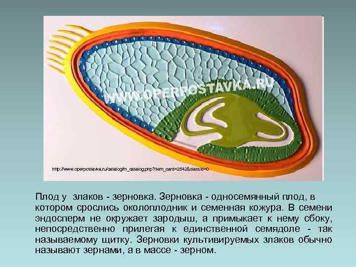 http: //www. operpostavka. ru/catalog/m_catalog. php? item_card=2542&class. Id=0 Плод у злаков - зерновка. Зерновка -