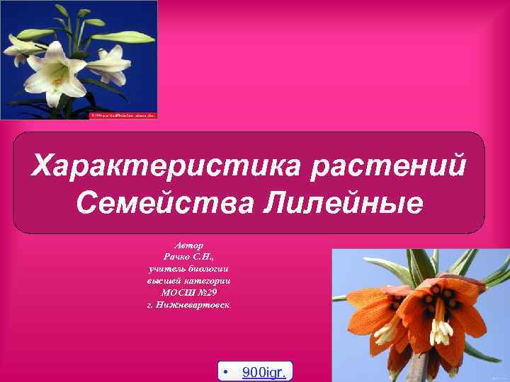 Характеристика растений Семейства Лилейные Автор Рачко С. Н. , учитель биологии высшей категории МОСШ