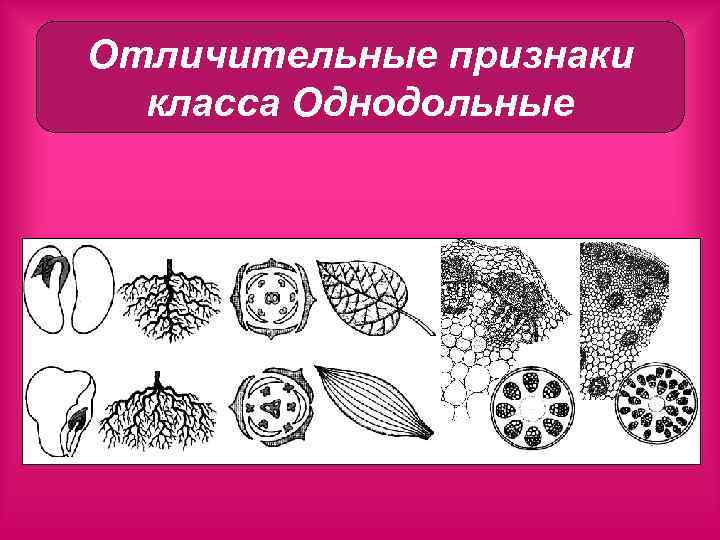 Отличительные признаки класса Однодольные 