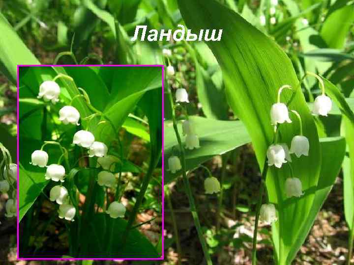 Ландыш 