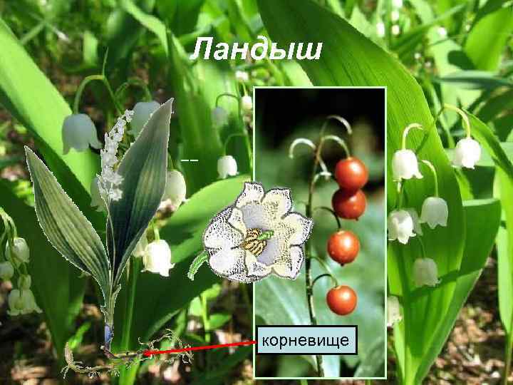 Ландыш корневище 