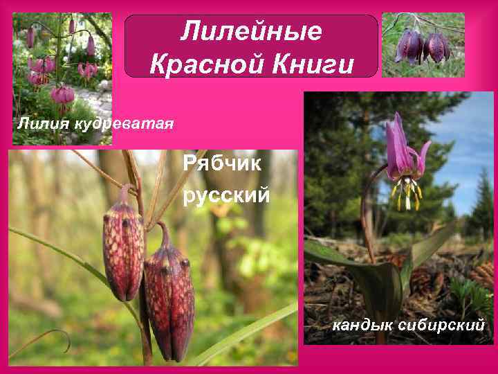 Лилейные Красной Книги Лилия кудреватая Рябчик русский кандык сибирский 