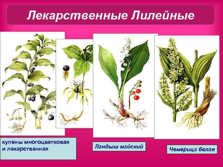 Лекарственные Лилейные купены многоцветковая и лекарственная Ландыш майский Чемерица белая 